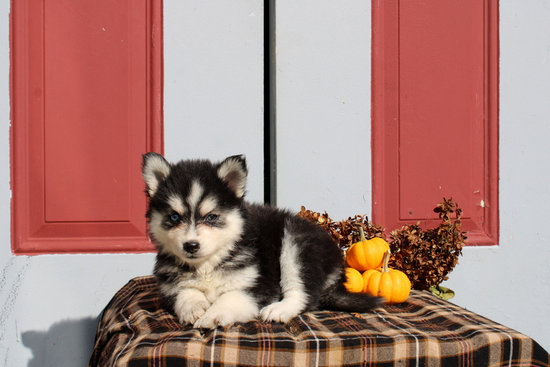 puppy, for, sale, Pomsky, Matthew B. Stoltzfus, dog, breeder, Gap, PA, dog-breeder, puppy-for-sale, forsale, nearby, find, puppyfind, locator, puppylocator, aca